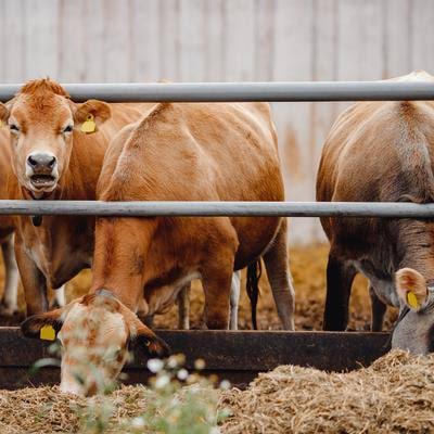 ANIMAL HEALTH AND PRODUCTION l5